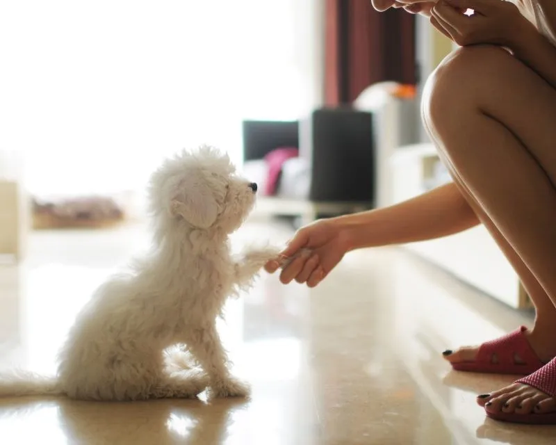 Huấn luyện chó Poodle con từ sớm giúp chúng có thói quen tốt và kéo dài tuổi thọ của chó Poodle