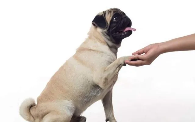Huấn luyện chó Pug biết bắt tay là một bài tập thú vị và củng cố mối quan hệ giữa chủ và chó