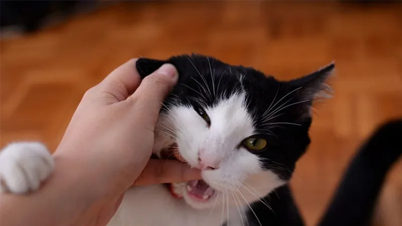 Huấn luyện mèo con thông qua hoạt động chơi đùa hàng ngày