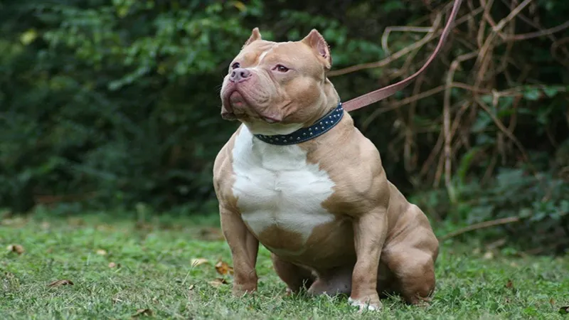 Huấn luyện sớm là lưu ý quan trọng khi nuôi chó Pitbull con