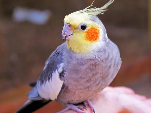 Huấn luyện Vẹt Mã Lai nói chuyện và học hỏi các kỹ năng cơ bản