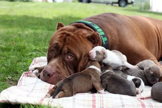 Hulk đang được cân tại trung tâm Dark Dynasty K9s, minh chứng cho kỷ lục chó pitbull lớn nhất thế giới về cân nặng