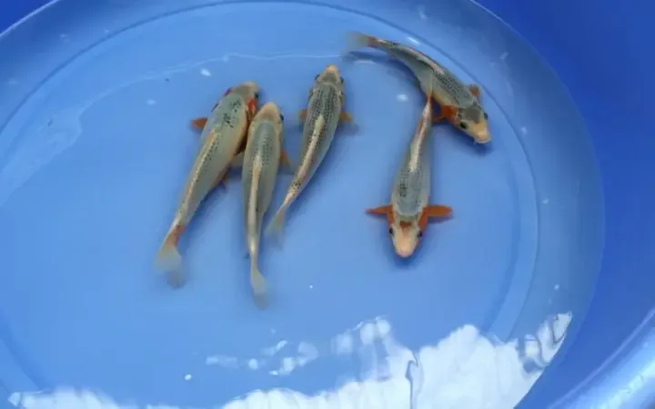 Hướng dẫn cách nuôi cá chép koi mini: Kiểm tra chất lượng nước và thiết bị lọc.