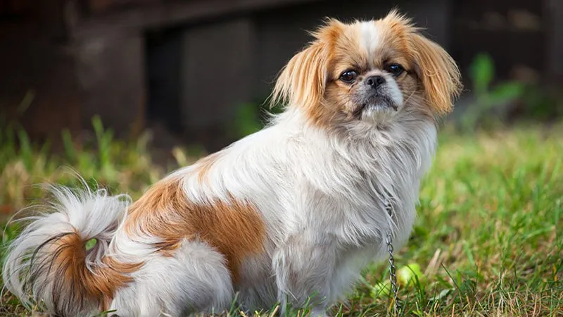 Chó Nhật là giống chó thông minh và có ngoại hình nhỏ nhắn đáng yêu