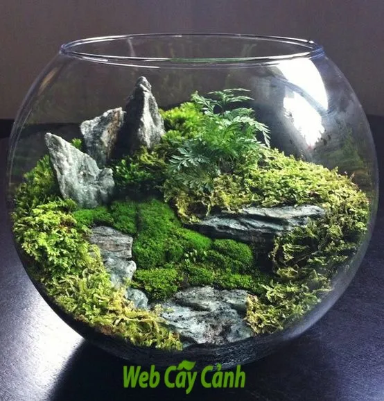 Cách Nuôi Rêu Phát Triển Mạnh Mẽ Cho Hồ Thủy Sinh Và Terrarium