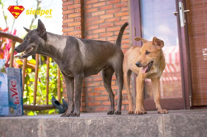 Hướng dẫn chăm sóc chó Phú Quốc trưởng thành toàn diện