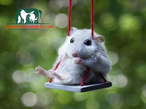 Hướng dẫn chi tiết cách nuôi và chăm sóc chuột Hamster tại nhà.