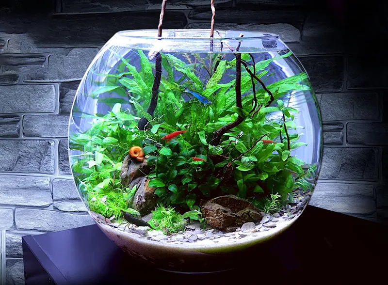 Cách Nuôi Ốc Đẻ: Hướng Dẫn Chi Tiết Nuôi Sinh Sản Ốc Cảnh Thủy Sinh