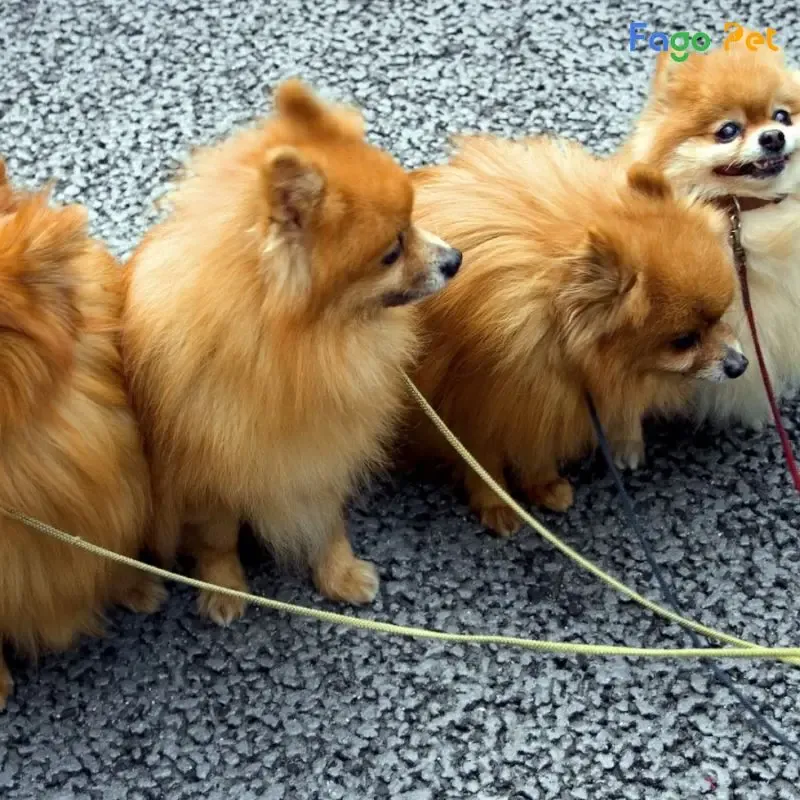 Hướng dẫn chi tiết kỹ thuật dùng mồi nhử để dạy chó Phốc Sóc ngồi yên tại chỗ khi có hiệu lệnh.