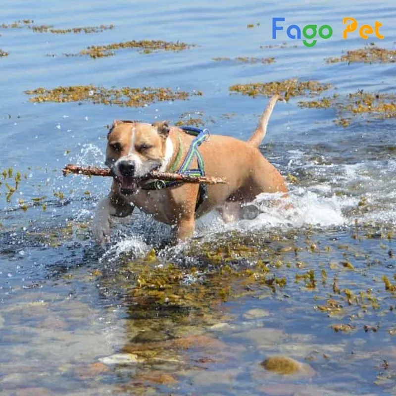 Hướng dẫn chi tiết về cách chăm sóc sức khỏe và dinh dưỡng cho chó Pitbull