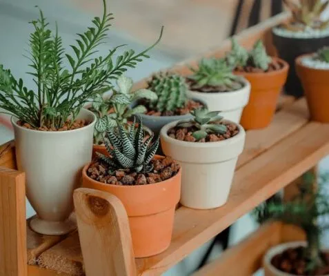 Hướng dẫn chọn chậu và vật liệu thoát nước tối ưu cho sen đá