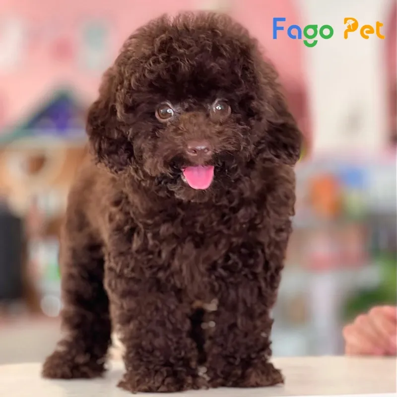 Hướng Dẫn Chọn Mua Chó Poodle Màu Socola Chất Lượng Và Khỏe Mạnh
