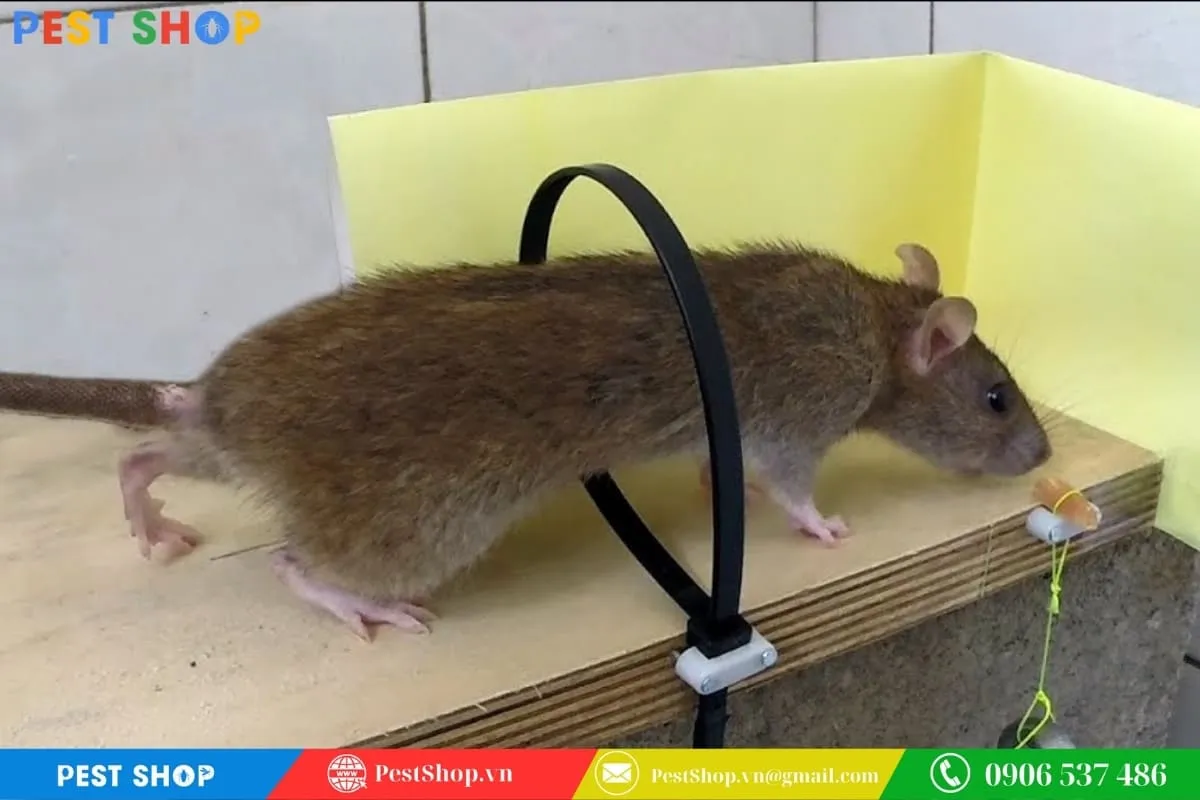 Hướng dẫn làm bẫy chuột bằng dây rút nhựa và vật nặng trên tấm gỗ