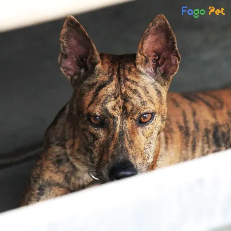 Hướng dẫn lệnh Ngồi và Nằm là nền tảng kiểm soát hành vi chó phú quốc con