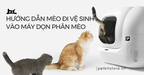 Máy Sản Xuất Thức Ăn Chó Mèo: Hướng Dẫn Chi Tiết Từ A-Z