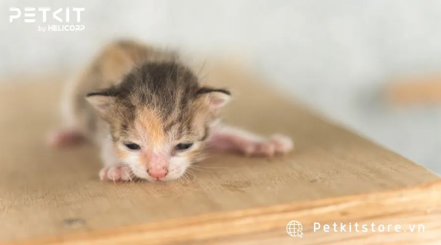 Chăm Sóc Chó Phú Quốc Con Mới Đẻ: Hướng Dẫn Chi Tiết A-Z Về Chăm Sóc Sơ Sinh