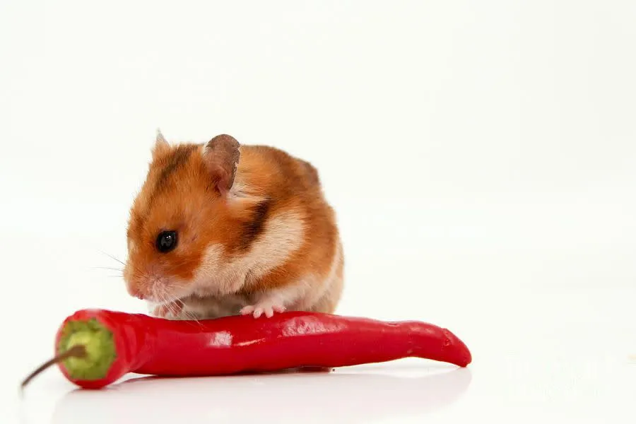 Hướng dẫn sử dụng bột ớt cay để tạo ra mẹo đuổi chuột nhắt an toàn và hiệu quả cao tại các góc nhà