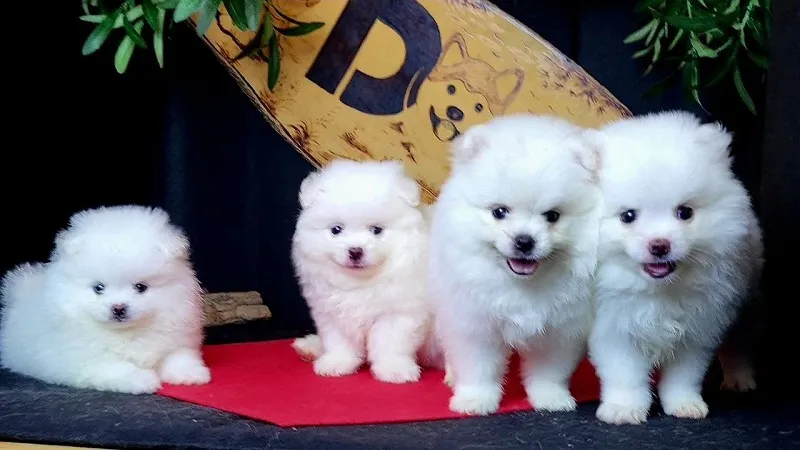 Hướng dẫn vệ sinh và chải chuốt lông cho chó Phốc Sóc