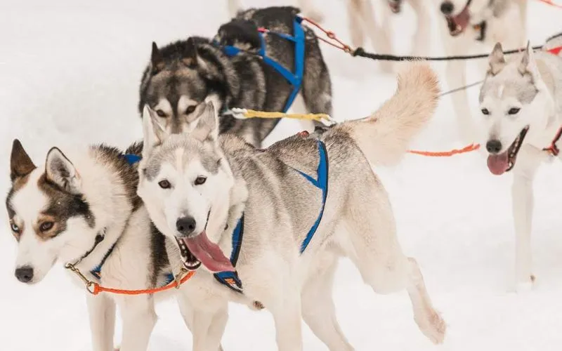 Husky có vóc dáng nhỏ hơn so với chó sói