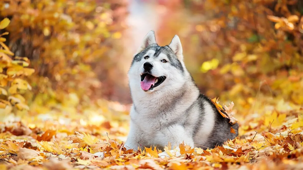 Husky giá nội địa