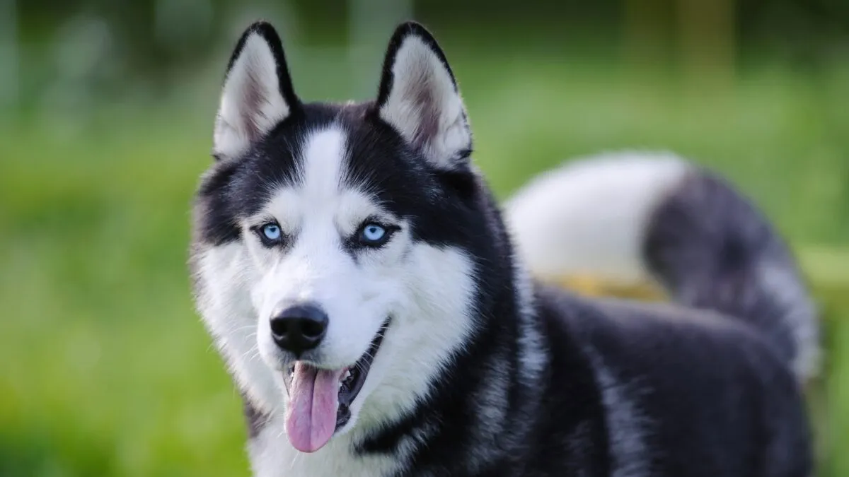 Husky khỏe mạnh