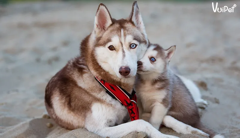 Husky phù hợp với không gian mát mẻ