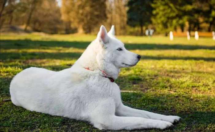 Husky trắng tinh khiết với đôi mắt xanh dương