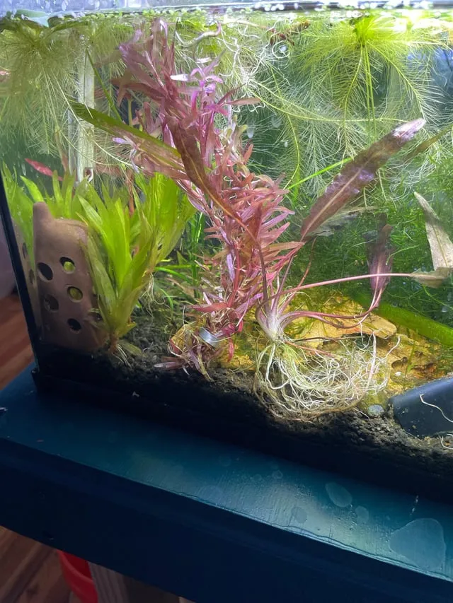 Cách Nuôi Tép Đồng Đạt Hiệu Quả Kinh Tế Cao Nhất