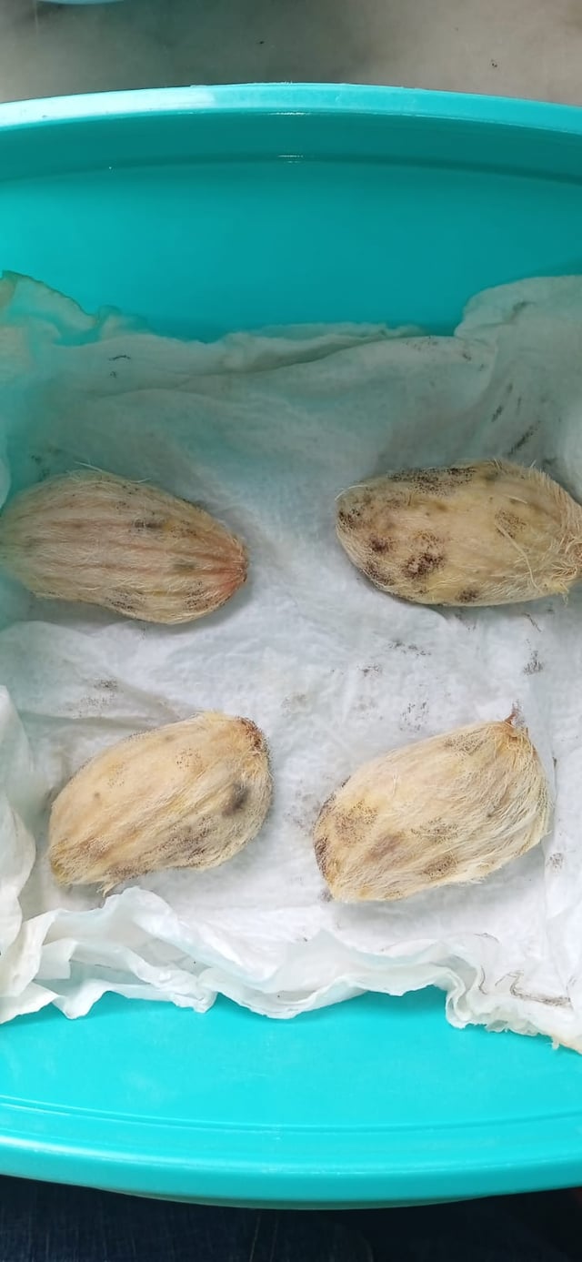 Cách Nhận Biết Chuột Hamster Có Bầu Chi Tiết Và Chăm Sóc Đúng Cách