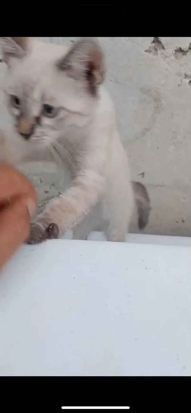 Mèo Ba Tư Lông Ngắn (Mèo Exotic): Giá cả và Đặc điểm chi tiết