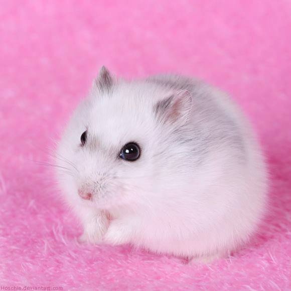 Shop Chuột Hamster Thủ Đức: Hướng Dẫn Mua Và Chăm Sóc Toàn Diện Từ Chuyên Gia