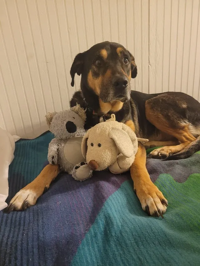 Tuổi Thọ Của Ve Chó: Vòng Đời, Yếu Tố Ảnh Hưởng Và Cách Phòng Ngừa Hiệu Quả