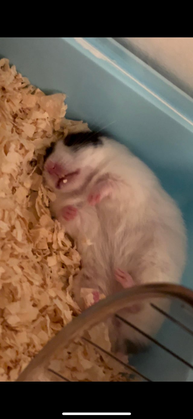 Chuột Hamster Chạy Xe: Hướng Dẫn Toàn Diện Chọn Và Sử Dụng Bánh Xe An Toàn