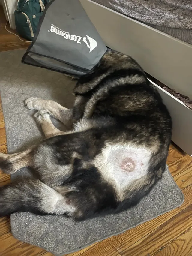 Điều Trị Sán Chó Mèo Hiệu Quả Và Toàn Diện Nhất