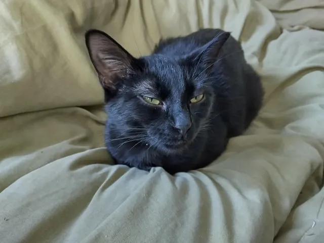 Mèo Và Chó Sói Đồng Hoang: Hướng Dẫn Bảo Vệ Thú Cưng An Toàn Tuyệt Đối