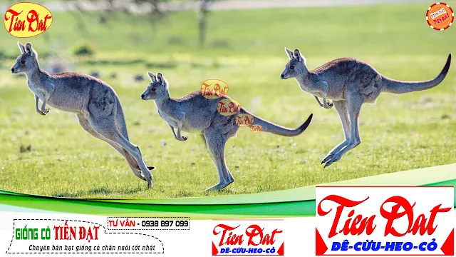 Kangaroo đỏ trưởng thành đứng trên cánh đồng cỏ, biểu tượng của loài thú có túi đặc trưng.