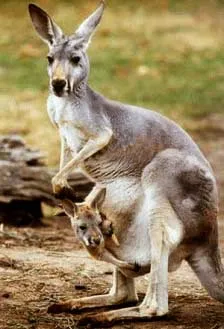 Kangaroo Đỏ trưởng thành trên đồng cỏ Australia, biểu tượng của sự đa dạng loài chuột túi
