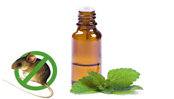 Kẻ thù tự nhiên của chuột chù, giải đáp chuột chù sợ gì nhất để áp dụng biện pháp xua đuổi.