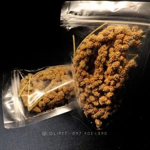 Kê vàng nguyên cành, dùng làm phần thưởng hoặc đồ nhai