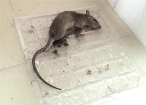 Keo dính chuột cống siêu dính, bẫy được chuột, thằn lằn và các loại côn trùng khác