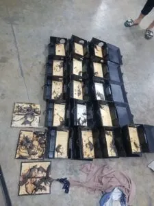 Keo dính chuột gỗ chuyên dụng được gập lại khi thu gom hoặc không sử dụng