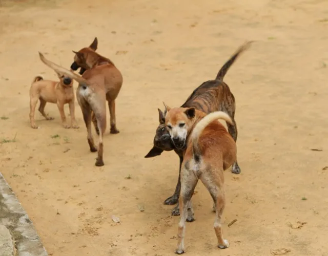 Khả Năng Chiến Đấu Và Tính Cách Trung Thành Của Chó Phú Quốc