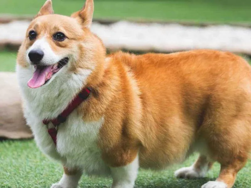 Khả năng huấn luyện chó corgi lông dài, sử dụng phương pháp củng cố tích cực