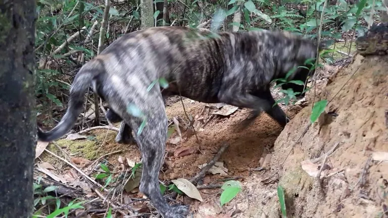 Khả năng săn mồi không có đối thủ