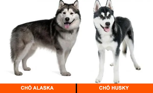 Khác biệt về bộ lông dày và màu sắc giữa hai giống chó kéo xe Alaska và Husky
