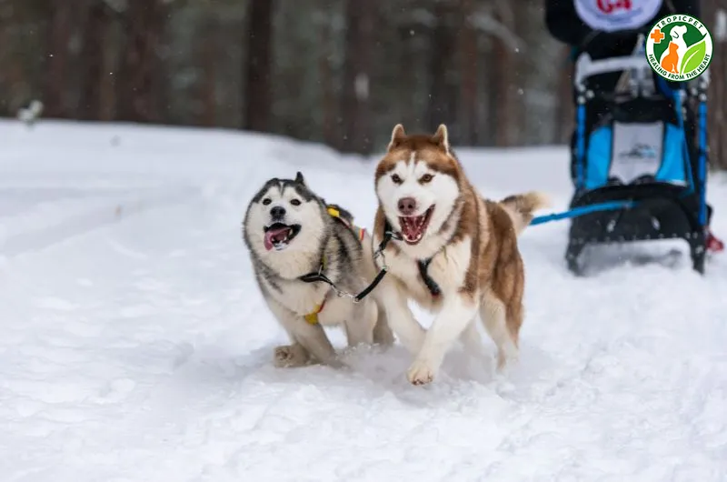 Khác biệt về tính cách: Husky tinh nghịch và Alaska điềm đạm, giúp nhận biết hai giống chó này