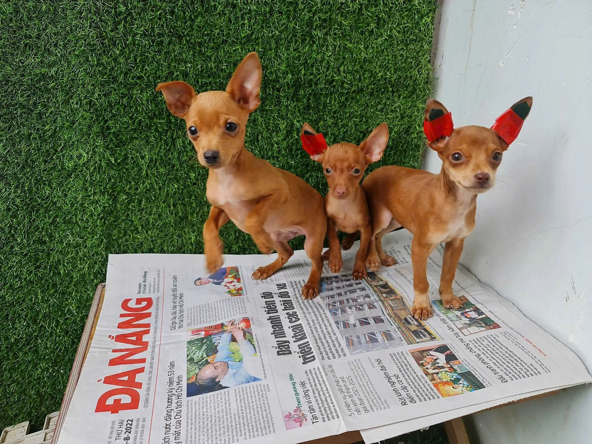 Khách hàng kiểm tra sổ sức khỏe và tiêm chủng khi mua chó Phốc Hươu tại trại giống uy tín ở TP.HCM.