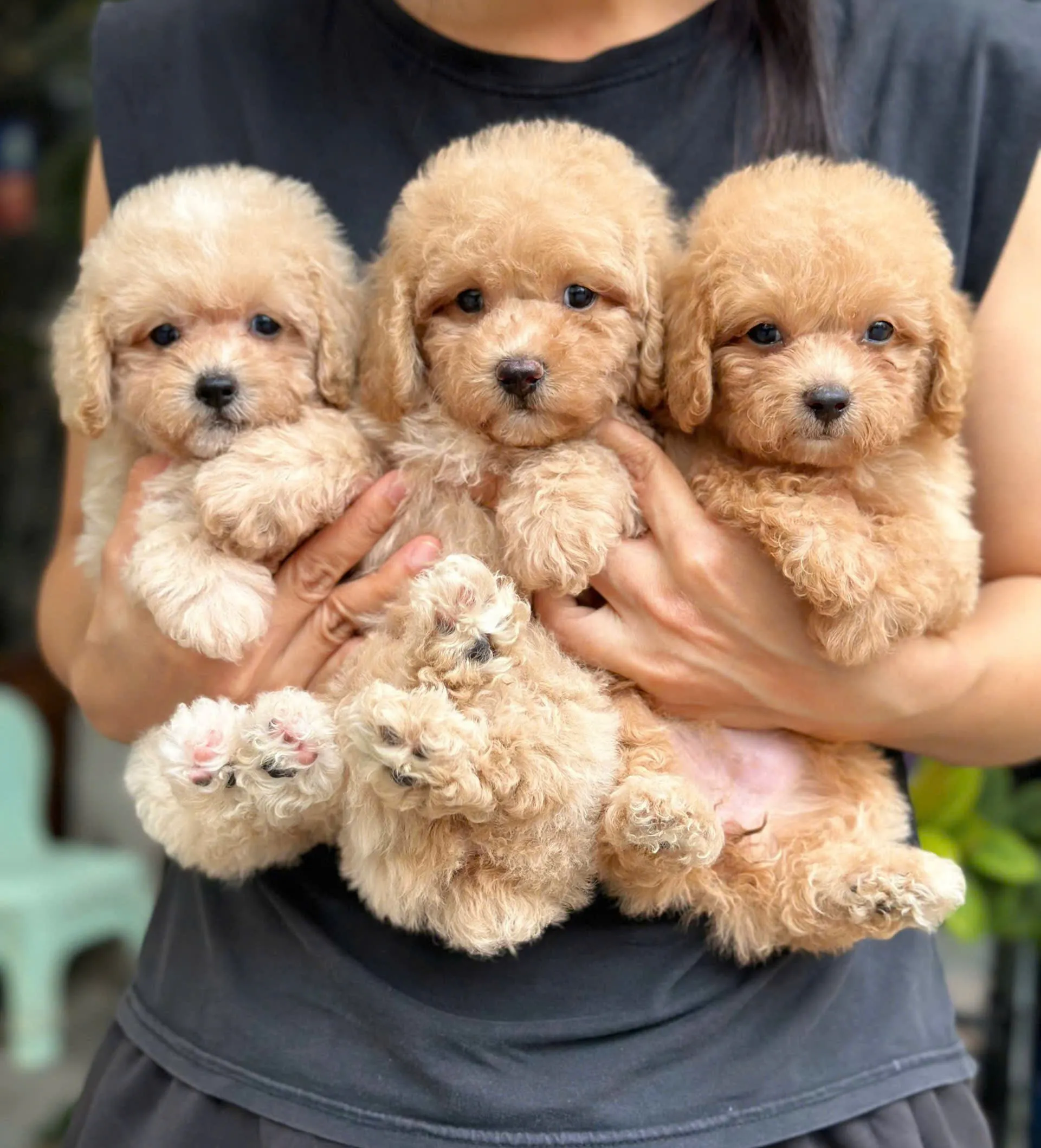 Khách sạn lưu trú chó mèo Đà Nẵng dành cho chó Poodle