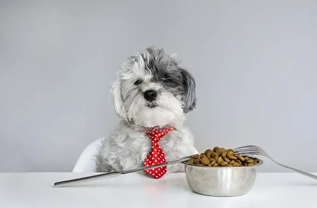 Khẩu phần ăn cân đối giúp chó Poodle trắng duy trì mức năng lượng tối ưu