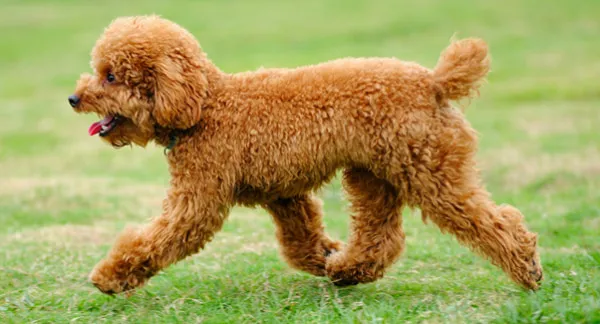 Khẩu phần đồ ăn cho chó poodle mỗi ngày phụ thuộc vào lượng vận động của Poodle